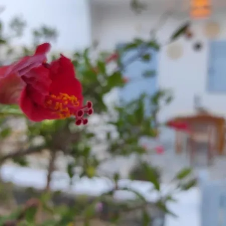 Olive Grove Soulis Family Estate *