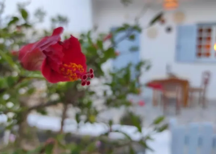 Olive Grove Soulis Family Estate *